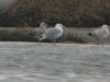 Caspian Gull at Two Tree Island (Steve Arlow) (58386 bytes)